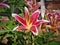 Pink and White Stargazer Lily