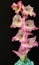 Pink and White Stem of Gladiola Flower on a Black Background