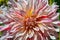 Pink and white striped dahlia beauty