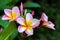 Pink and white temple flower.