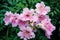 Pink and white trumpet flowers :Bignonia rosado