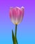 Pink-white Tulip flower on blue-purple gradient background, close-up.