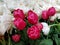 pink and white tulip flowers in a garden in spring season