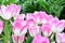 Pink and white Tulip with green background