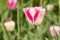 Pink and White Tulip Holland Michigan in Spring