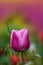 Pink and white tulip Mirella