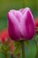 Pink and white tulip Mirella