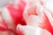 Pink and white tulip petal texture, macro. Bright floral horizontal background