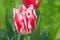 Pink and white tulip Rembrandt with terry petals