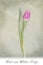 Pink and white tulip on textured green background