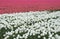 Pink and white tulipfields in spring along the touristic bulb route, Noordoostpolder, Flevoland, Netherlands