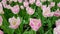 Pink and white tulips against green foliage background