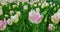 Pink and white tulips against green foliage background