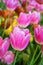 Pink and white tulips dynasty flowers use to be design to wallpaper or card