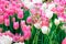 Pink and white tulips dynasty flowers use to be design to wallpaper or card