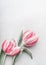 Pink white tulips on grey desk background, top view. Layout for spring holidays