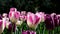 Pink and white tulips in spring