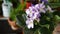 Pink and white violet plant with flowers in a garden.