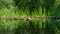 Pink and white water lilies or lotus flowers in landscaped garden pond with beautiful reflection. Skimmer floats on surface of wat