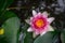 A pink and white water lily seen from above