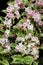 Pink and white weigela flowers