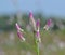 Pink and White Wild Flowers of Celosia Species