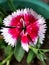 A pink and white willam sweet flower very rare and beautiful species in Indian