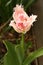 Pink and white woolly tulip in garden