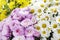 Pink, white and yellow chrysanthemums