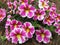 Pink White and Yellow Petunias in the Garden in Spring