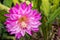 The pink Wijaya Kusuma flower