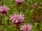 Pink wild bergamot flowers, close up - Monarda fistulosa