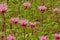 Pink wild bergamot flowers - Monarda fistulosa