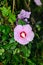 Pink wild bush Hibiscus flowers, green leafs rose mallow