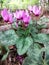 Pink wild cyclamen growing in forest, blossoms, close up