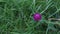 Pink wild flower clover among green grass at summer day