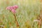 Pink wild flower, consisting of many inflorescences on the background of a green meadow