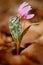 Pink wild flower, Dog\'s tooth violet or Dogtooth violet, Erythronium dens-canis, pink bloom in the autumn orange leaves, Ger