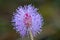 Pink wild flower Mimosa pudica