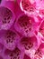 Pink wild flower Newfoundland close-up