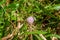 Pink wild flower of the Sensitive Plants Mimosa pudica