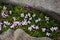 Pink Wild Flowers in Iceland in Spring Delicate Wildflowers