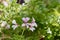 Pink wild flowers on a lush green background