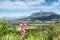 Pink wild flowers in mountains