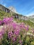 Pink wild flowers in the mountains - alpine landscape  - Monte Cervino - Matterhorn in  Breuil-Cervinia, Italy