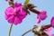 Pink wild flowers Red campion, Red catchfly, Silene dioica against the blue sky, closeup