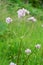 Pink wild flowers on Scottish island