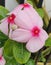 Pink Wild Garden Flower Abundant in Philippine Islands