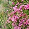 Pink wild lilac in alpine meadow