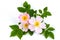 Pink wild rose or dogrose flowers with leafs. white background